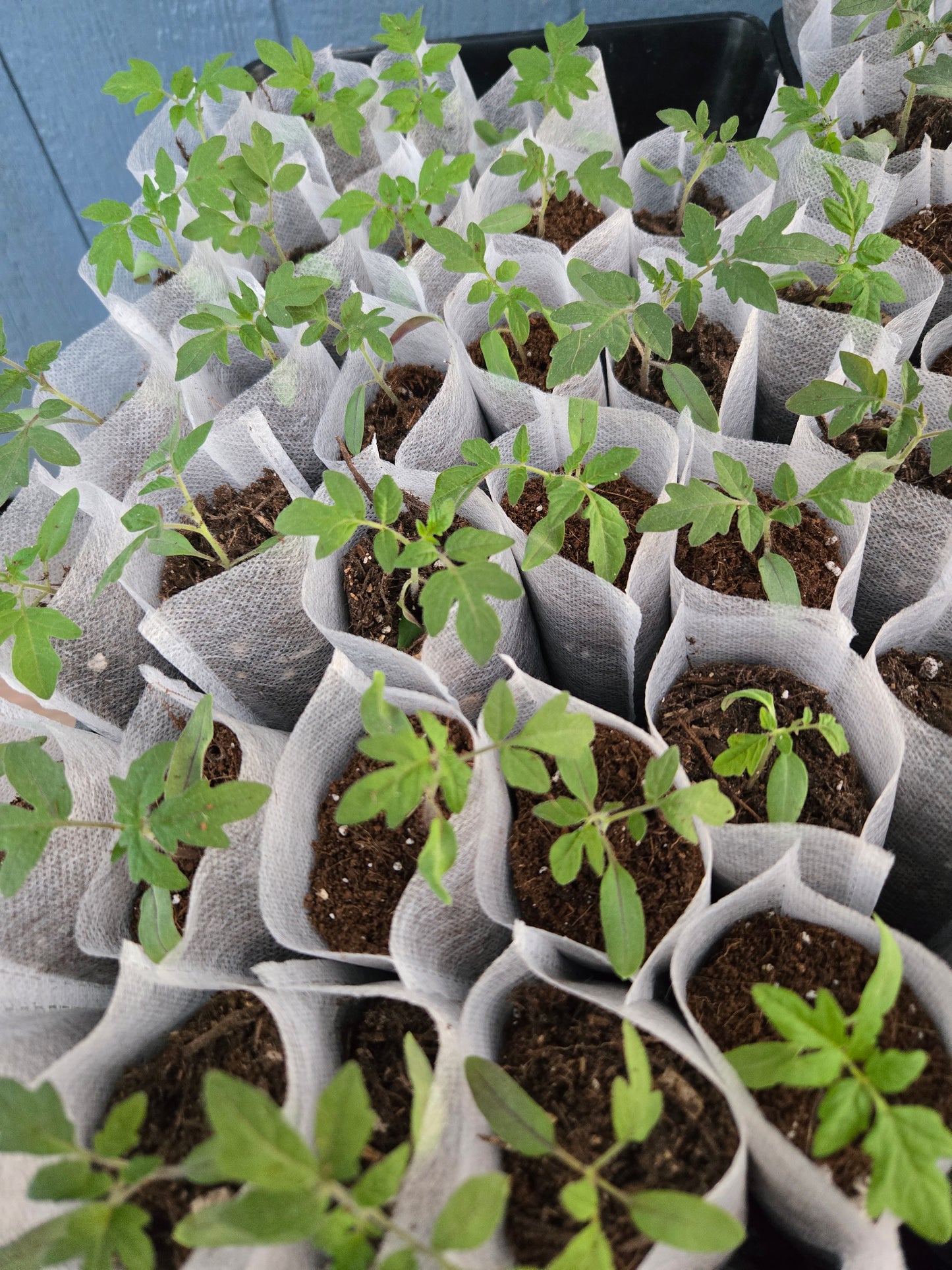 Cherry Tomato Seedlings – Sweet Garden Snacking Tomatoes