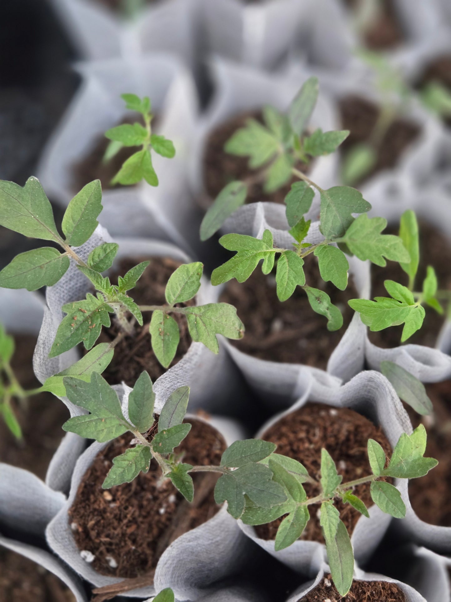 Cherry Tomato Seedlings – Sweet Garden Snacking Tomatoes