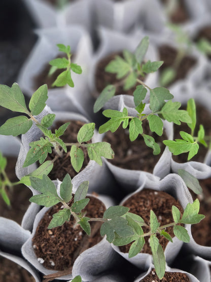 Cherry Tomato Seedlings – Sweet Garden Snacking Tomatoes