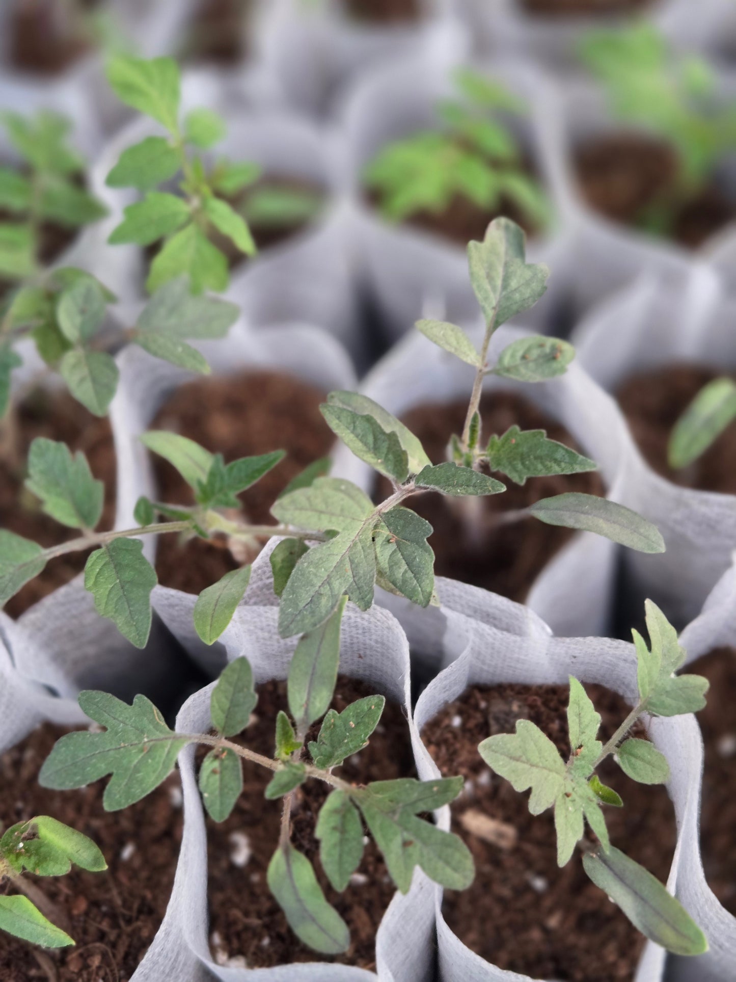 Cherry Tomato Seedlings – Sweet Garden Snacking Tomatoes