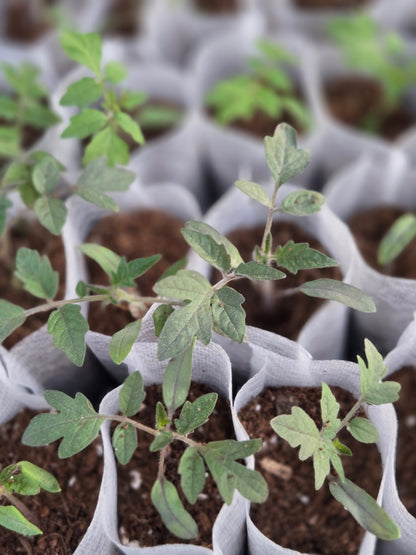 Cherry Tomato Seedlings – Sweet Garden Snacking Tomatoes