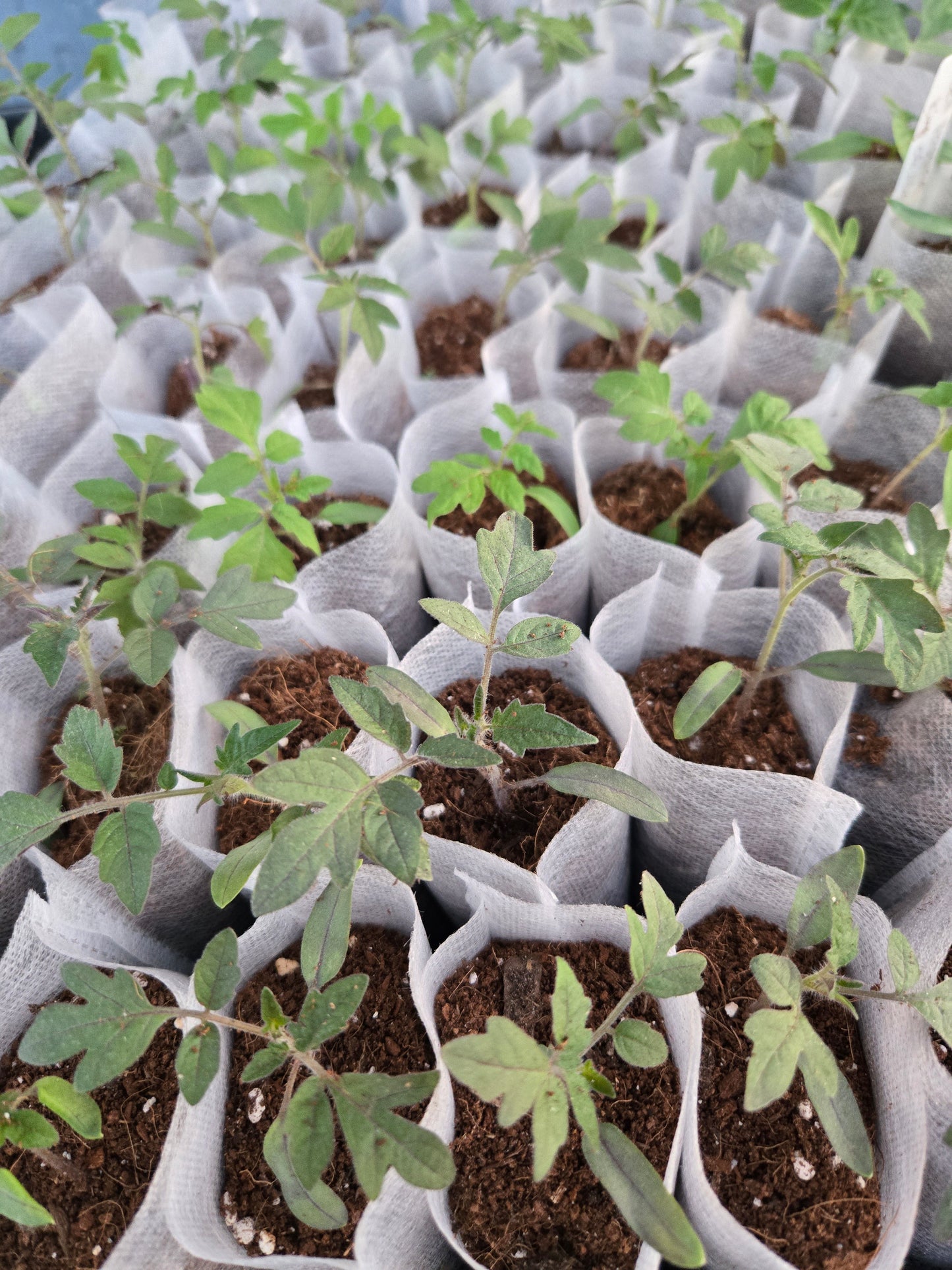 Cherry Tomato Seedlings – Sweet Garden Snacking Tomatoes