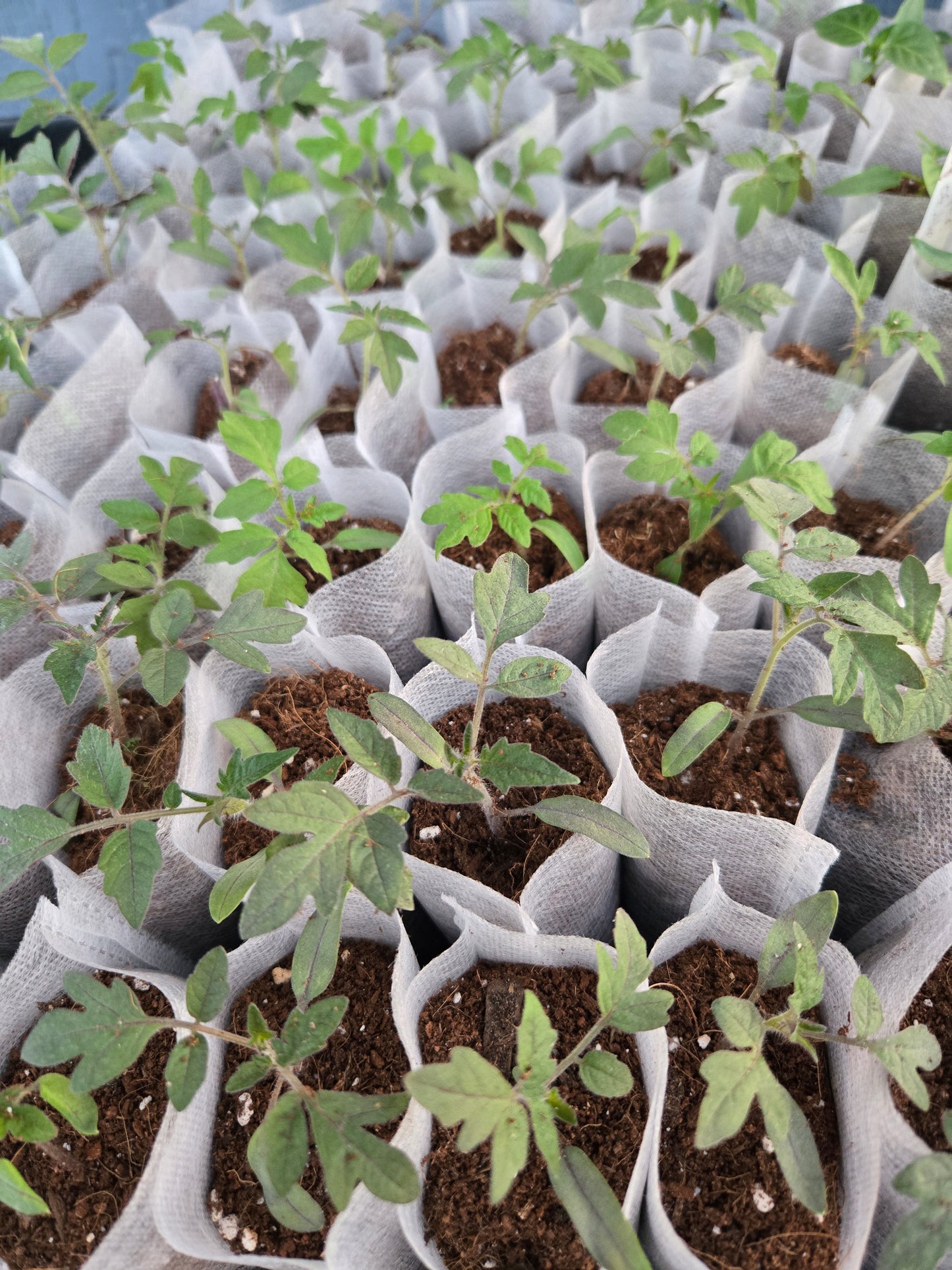 Cherry Tomato Seedlings – Sweet Garden Snacking Tomatoes