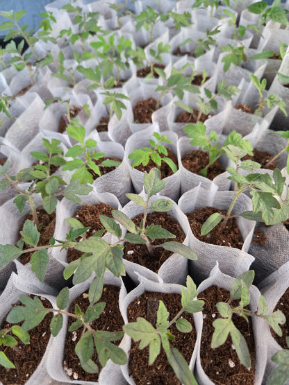 Cherry Tomato Seedlings – Sweet Garden Snacking Tomatoes