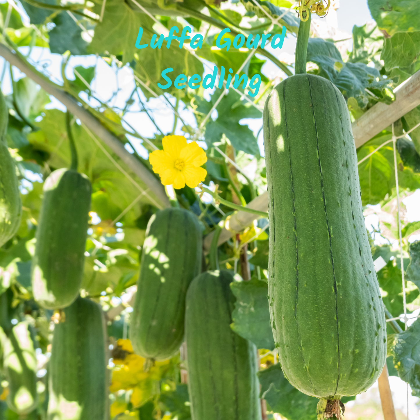 Luffa Gourd Seedlings – Grow Your Own Natural Sponges