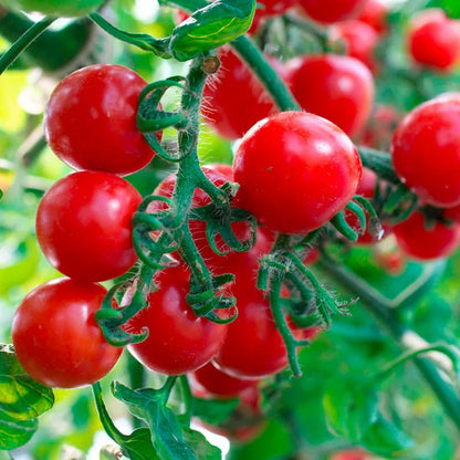 Cherry Tomato Seedlings – Sweet Garden Snacking Tomatoes