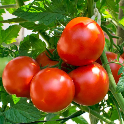 Homestead Tomato Seedlings – Heat-Tolerant Garden Classic